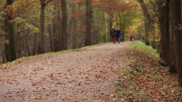 Caminando en el parque en el otoño — Vídeo de stock
