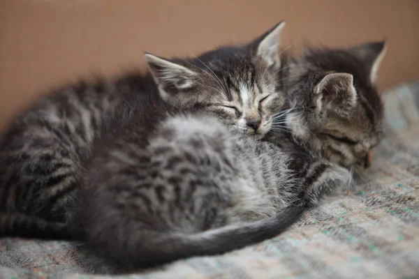 Спляча крихітних кошенят — стокове фото
