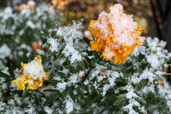 Yellow Marigold in snow — Stock Photo, Image