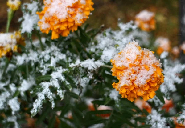 Primera nieve sobre flores amarillas — Foto de Stock