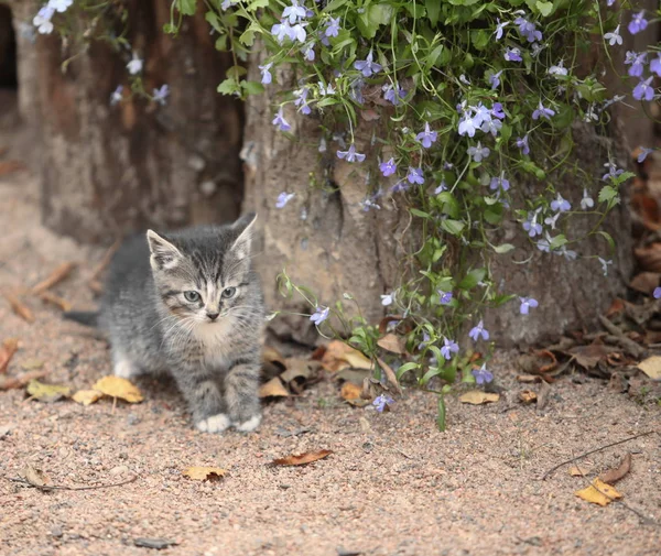 Gatito pequeño con flores — Foto de Stock