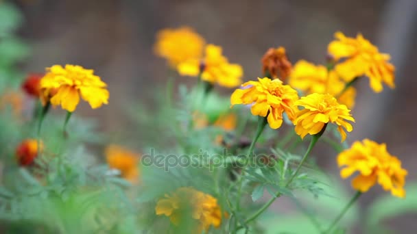 Bright yellow marigold flowers close to — Stock Video