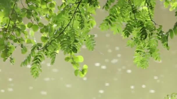 Wet green leaf on a background of falling raindrops — Stock Video