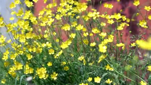 Wild yellow primroses — Stock Video