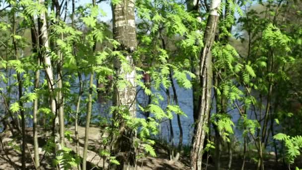 在湖的春天景观树 — 图库视频影像