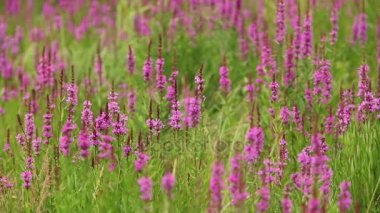 Mor loosestrife bitki çiçekli