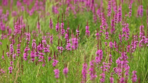 Floración púrpura loosestrife planta — Vídeo de stock