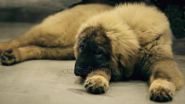 Кавказская пастушья собака лежит — стоковое видео