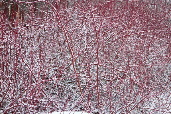 Derain arbusto rojo en invierno —  Fotos de Stock