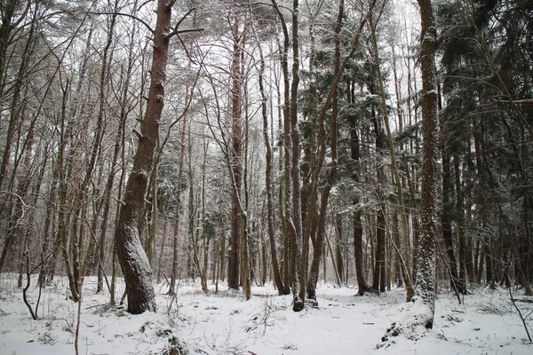 Nature sauvage paysage hivernal — Photo