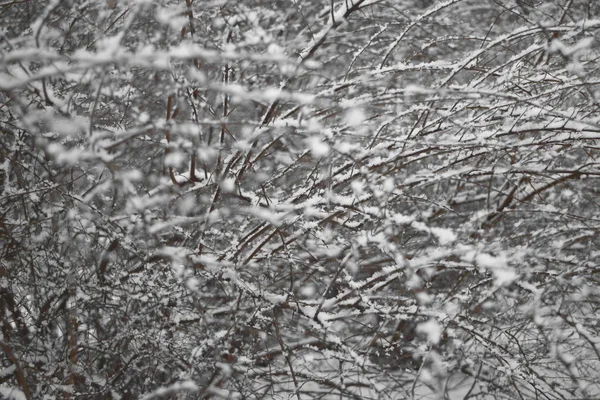 白雪混乱 — 图库照片