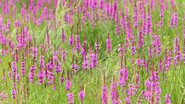 Lente huilebalk gras bumble bee planten — Stockvideo