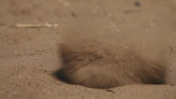 Petanque golyó elérje a célt — Stock videók