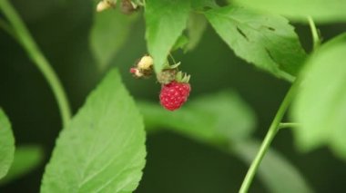 dal üzerinde yabani ahududu