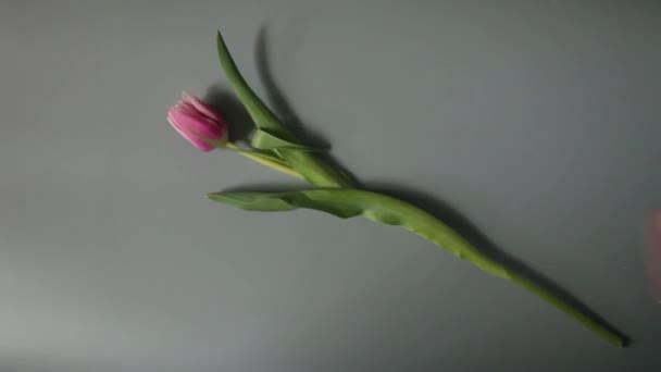 Buquê de tulipas tiro aéreo — Vídeo de Stock