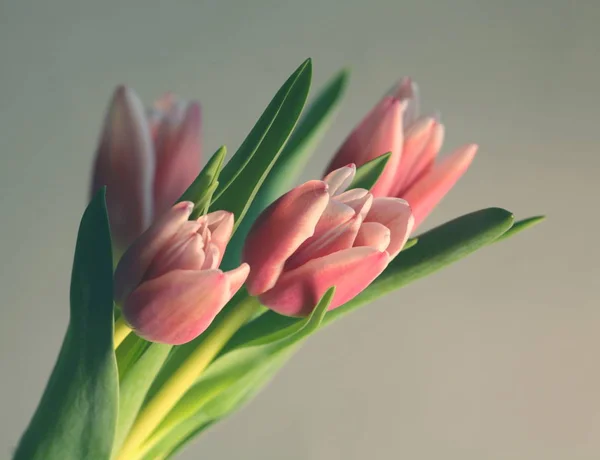 Bouquet Tulipas bonitas de cor suavemente rosa — Fotografia de Stock