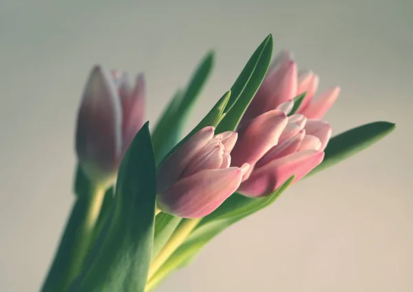 Linda cor rosa tulipas — Fotografia de Stock