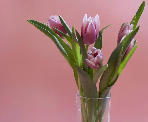 チューリップお祝い花束 — ストック写真