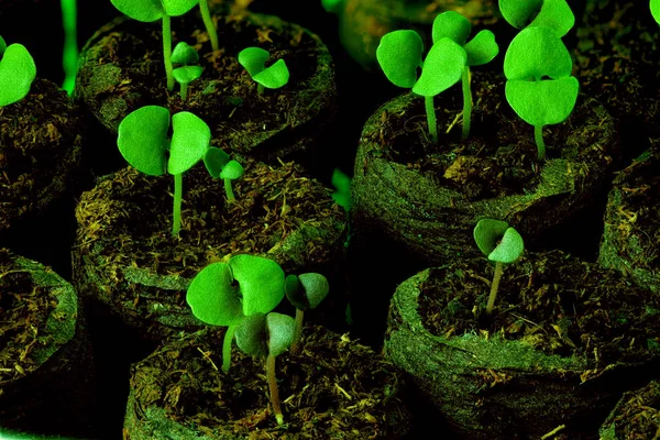 Πράσινη βλαστοί καλλιέργεια δενδρυλλίων — Φωτογραφία Αρχείου