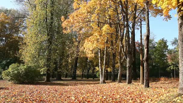 Malebnou podzimní Park poseto zlatý padlí javorové listy — Stock video