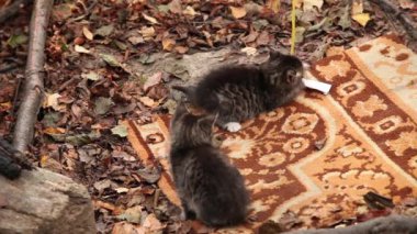 çizgili küçük kedi yavrusu çalış