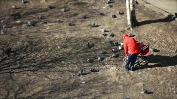 Padre irreconocible con cochecito alimenta palomas — Vídeo de stock