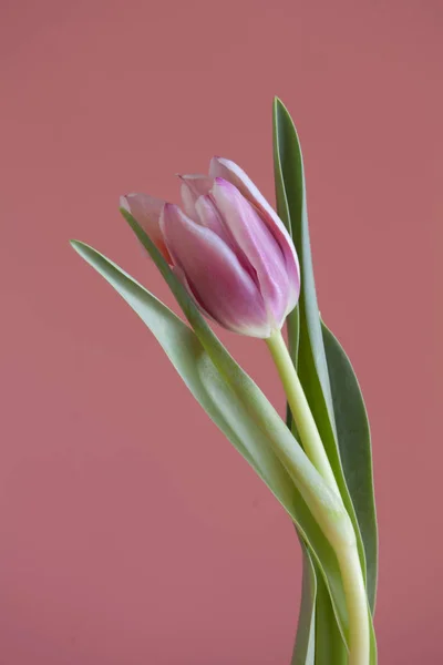 Uma tulipa rosa — Fotografia de Stock