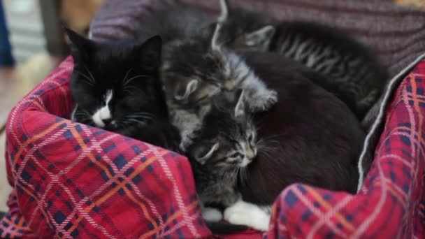 Gato preto está deitado com gatinhos pequenos — Vídeo de Stock