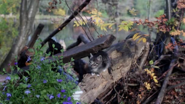 Randiga lilla kattunge i trädgården — Stockvideo