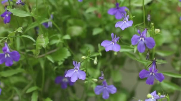 Blomma blå Lobelia — Stockvideo