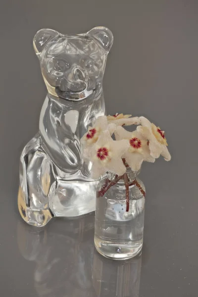 Bear Crystal figurine Hoya flowers — Stock Photo, Image