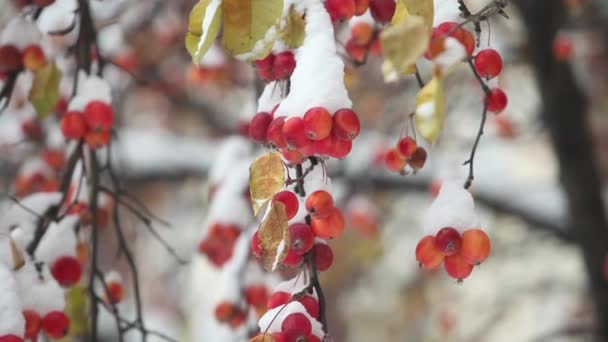 Apples hang on apple tree branches covered snow — Stock Video