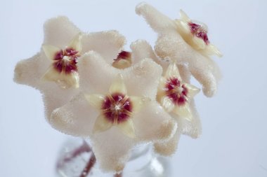  Hoya çiçek nektarı