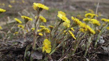  coltsfoot sarı campanula'lar 