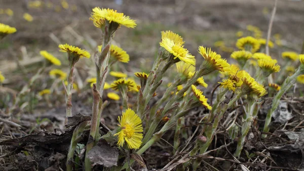 Coltsfoot Primule gialle — Foto Stock