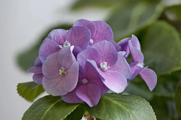 Hortênsia Flores Macro — Fotografia de Stock