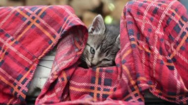 yavru kedi pinekleme