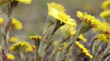 coltsfoot sarı campanula'lar 