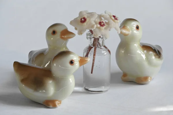 Ducklings and Hoya flowers — Stock Photo, Image