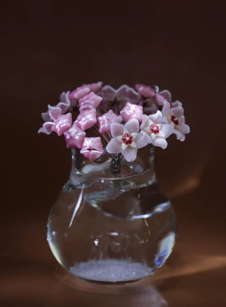 Buquê de flores de Hoya — Fotografia de Stock