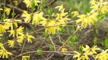 Berberis sarı çiçek