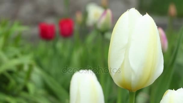 В саду цветут белые тюльпаны — стоковое видео