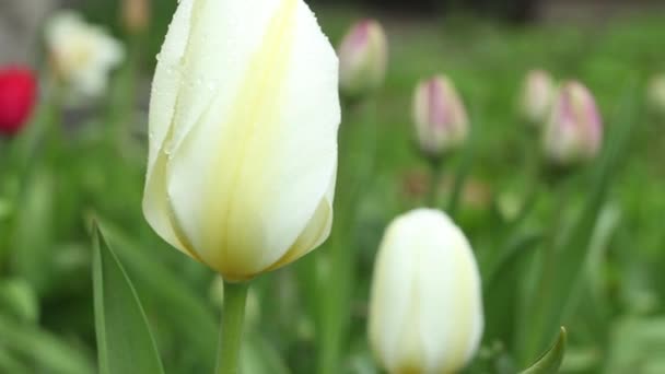 Blanco Tulipanes primer plano Camara movimiento — Vídeos de Stock
