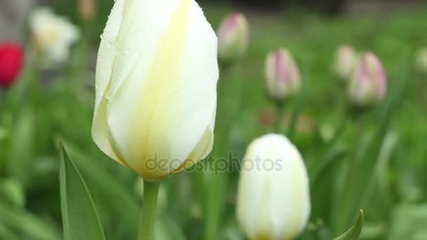 Tulipes blanches gros plan Camara motion 