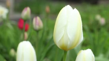 Beyaz Lale Camara hareket için Kapat