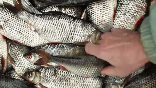 Balıkçı canlı balık değişiyor — Stok video