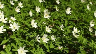 Beyaz ahşap anemone bahar campanula'lar çiçekler 