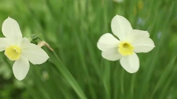 Flowers white daffodils in garden — Stock Video