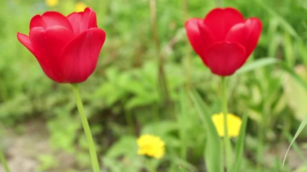 Tulipanes rojos cerca sobre fondo verde — Vídeos de Stock