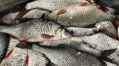 Canlı taze yakaladı hamamböceği 